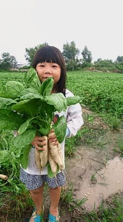 Little girl harvested some radish in the farming programme
